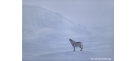 White wolves by Jim Brandenburg
