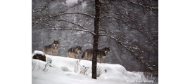 Loups gris par Jim Brandenburg