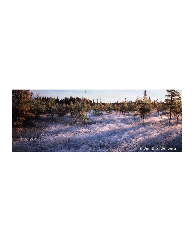 NW607 Frosty muskeg with shadow