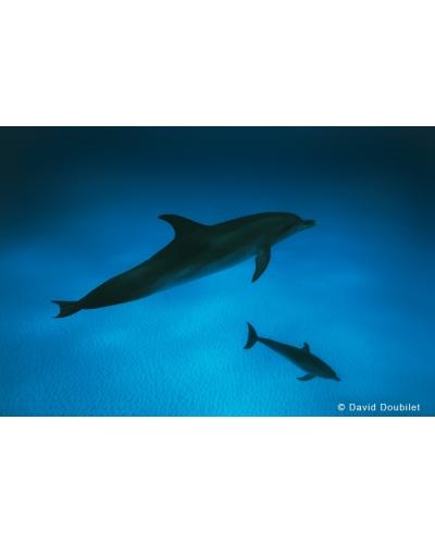 DD03 Spotted dolphins