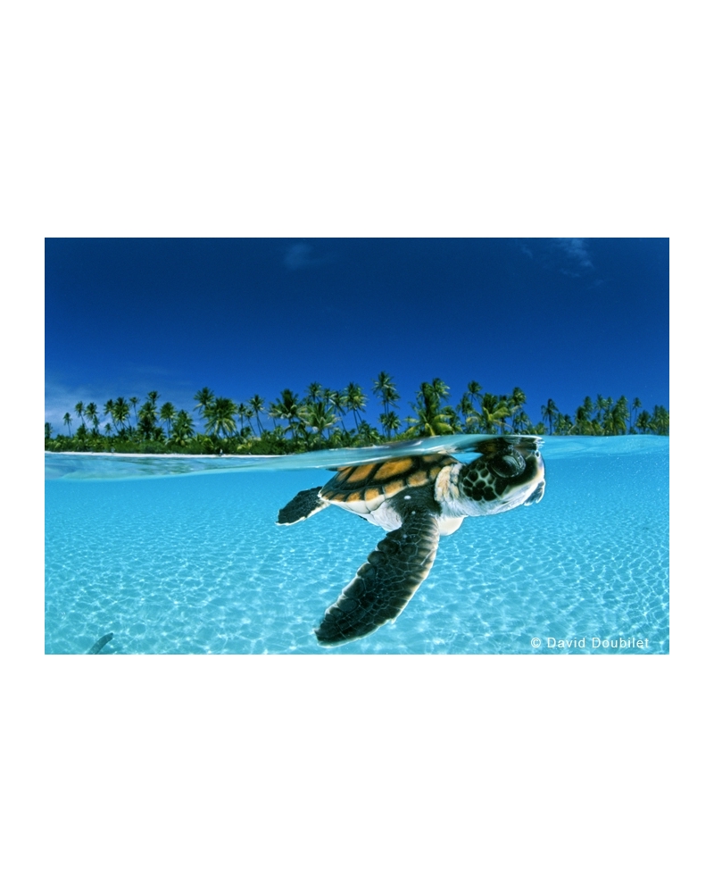 DD10 Baby green sea turtle