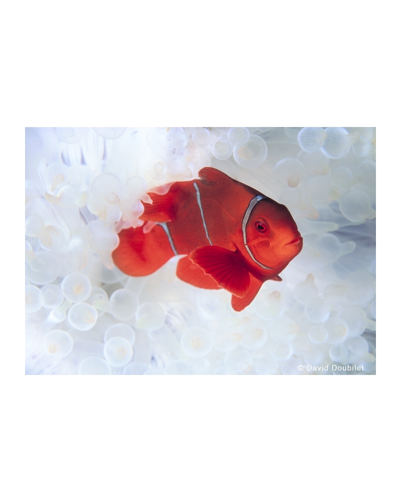 DD148 Clownfish in white anemone