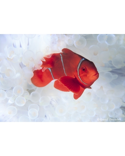 DD148 Clownfish in white anemone