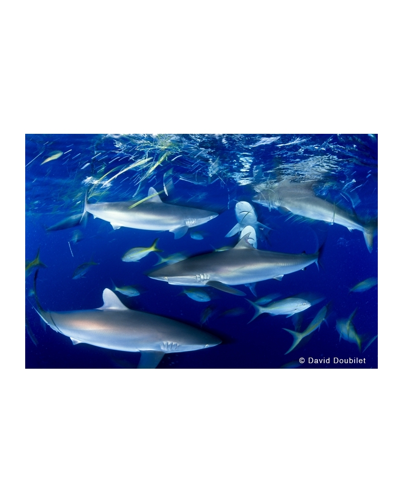 DD168 Silky sharks at dusk