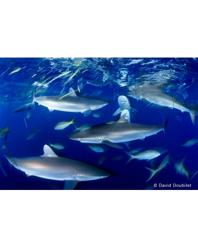 DD168 Silky sharks at dusk