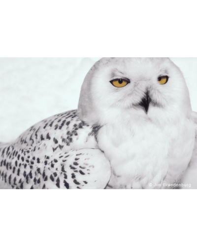 AR10 Snowy Owl