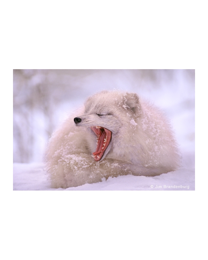 AR11 Arctic fox yawn