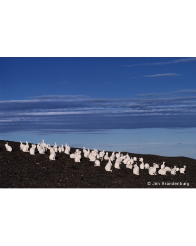 AR23 Arctic hare herd