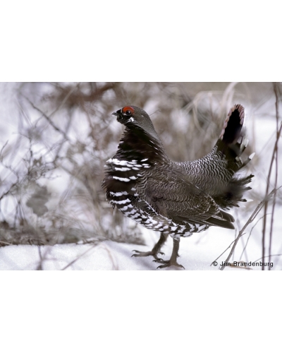 NW629 Spruce grouse in snow