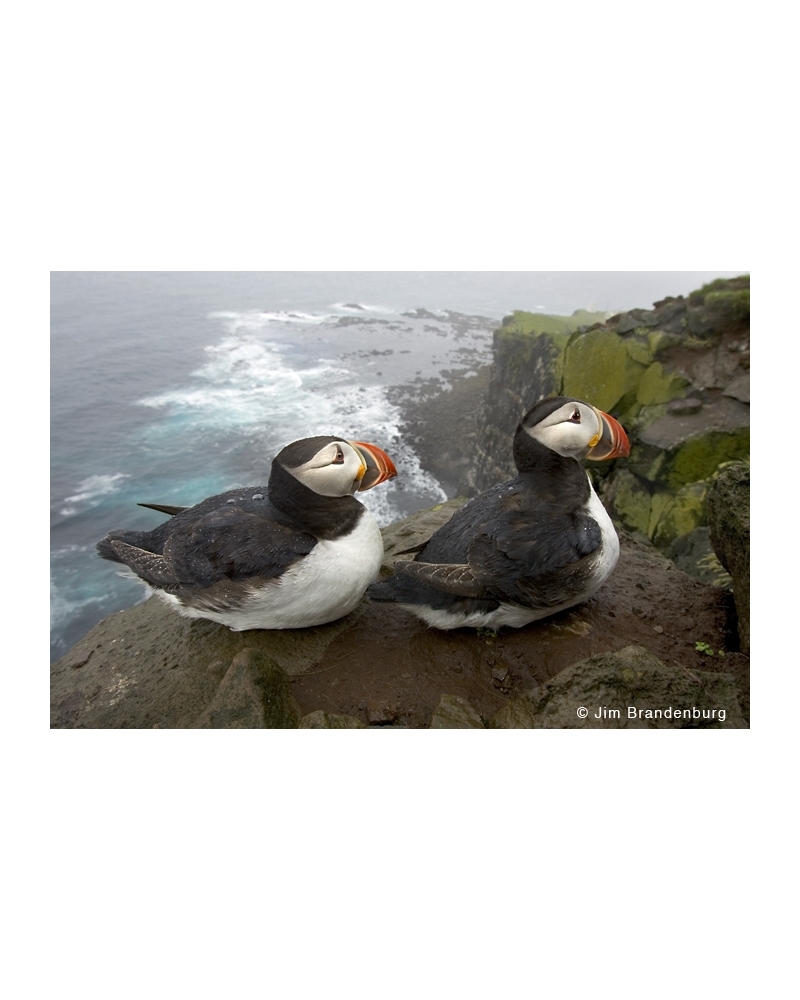 IC105 Two puffins