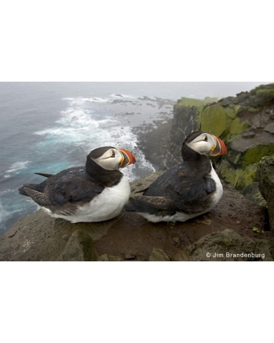 IC105 Two puffins