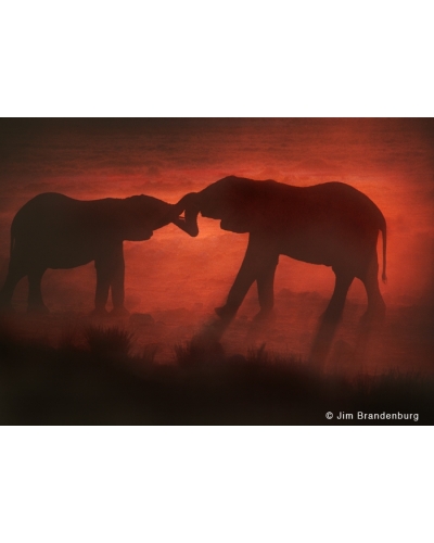 M469 Elephants touch trunks