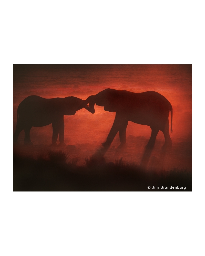 M469 Elephants touch trunks