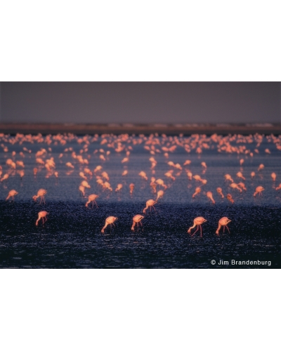 M481 Flamingos group