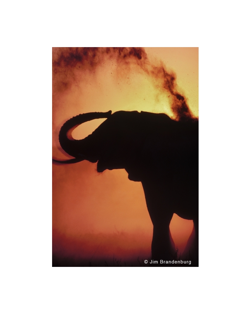 M498 Elephant dusting at sunset, Namibia