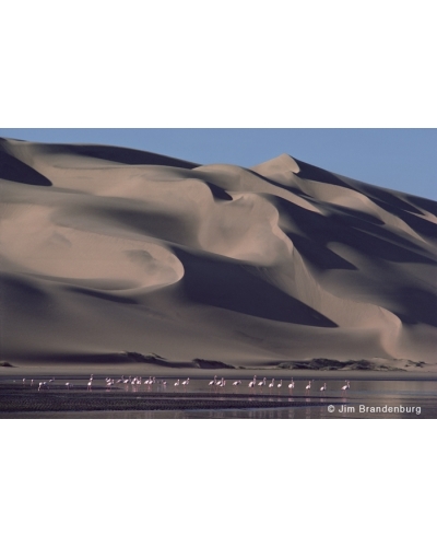 M527 Namib dunes and flamingos