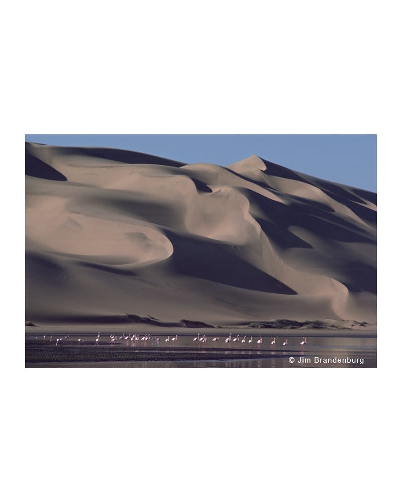 M527 Namib dunes and flamingos