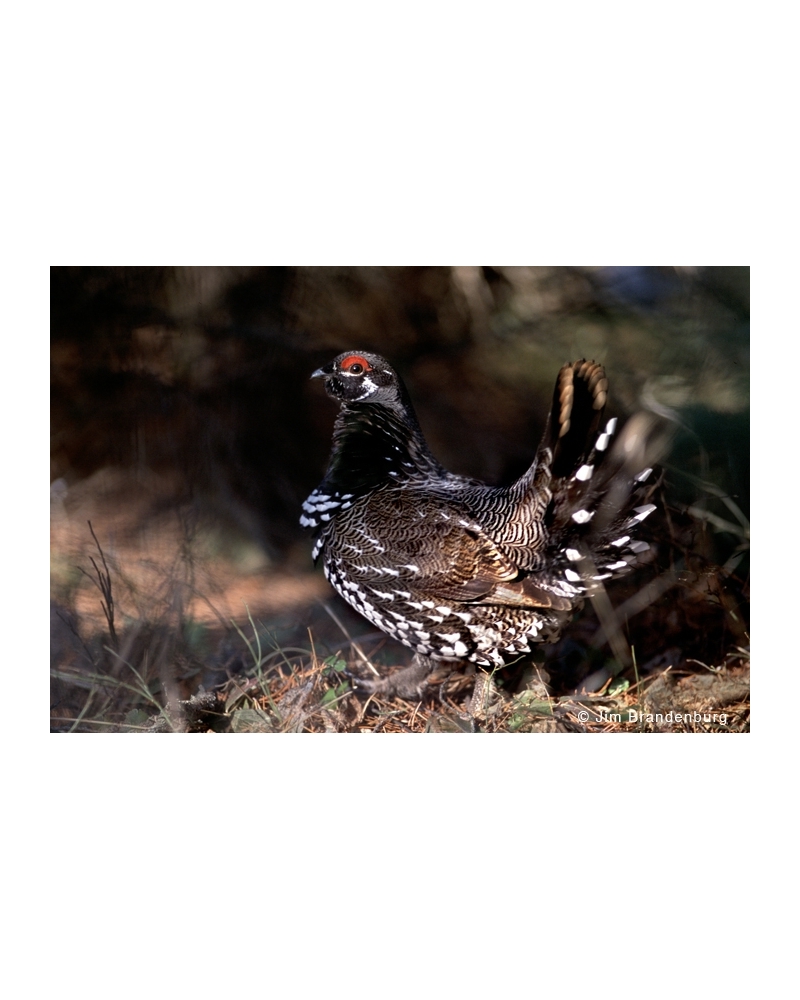 NW630 Spruce grouse