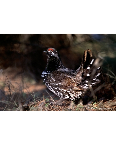 NW630 Spruce grouse