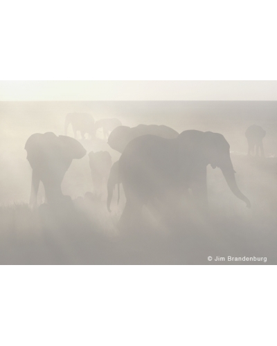 M537 Elephant group dust at sunset