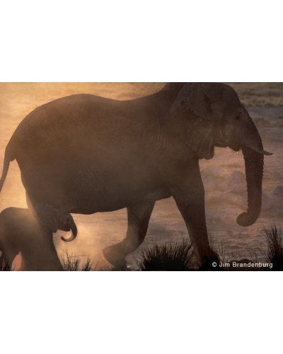 M538 Elephant with baby