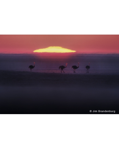 M540 Ostriches, sunrise, Namibia