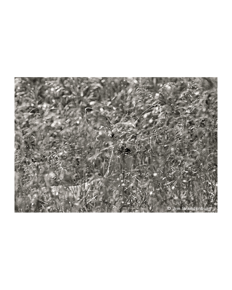 P610 Deer in grass