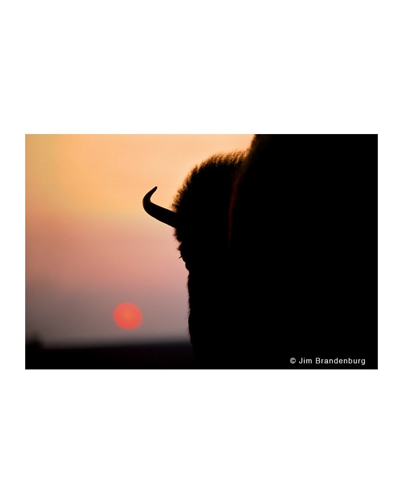 P612 Bison sunset, Blue Mounds