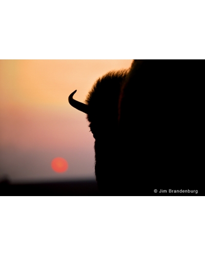 P612 Bison sunset, Blue Mounds