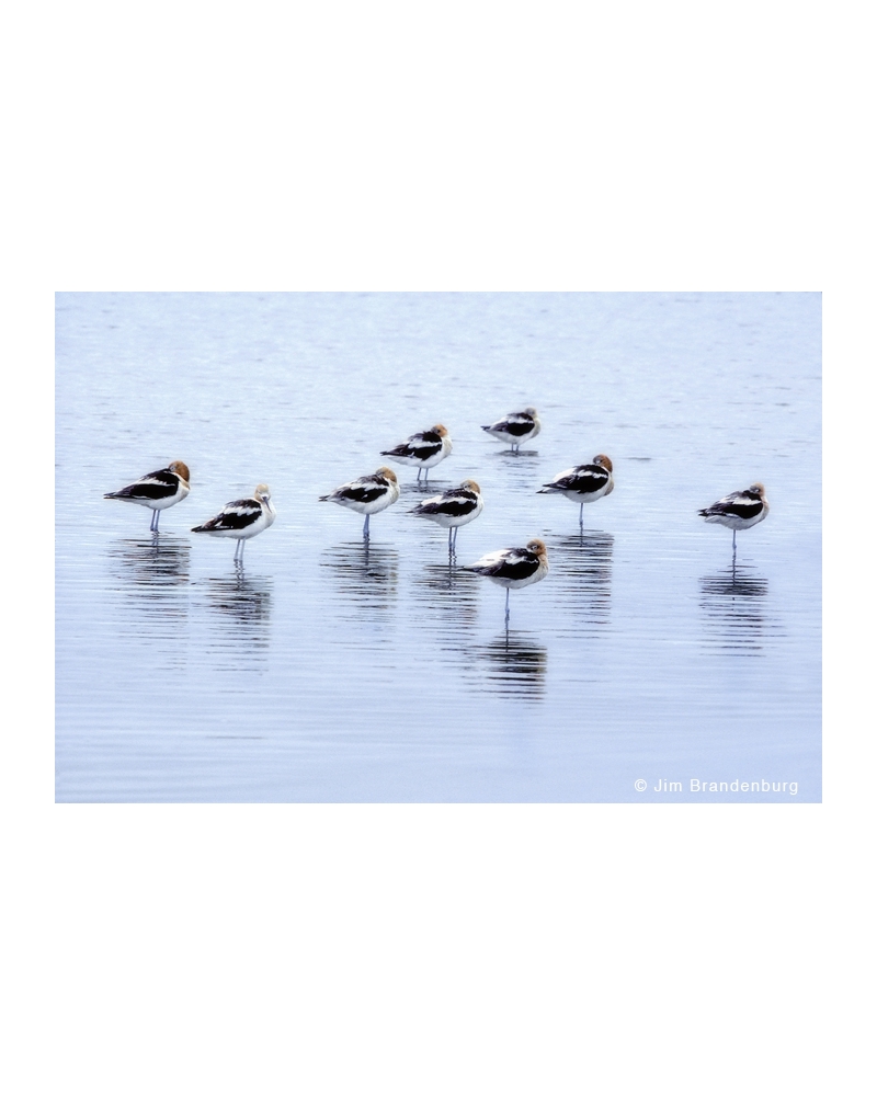 P617 Avocets