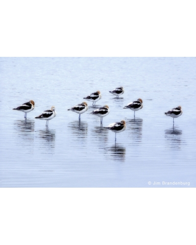 P617 Avocets