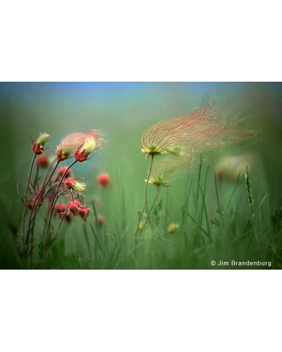 P624 Prairie smoke