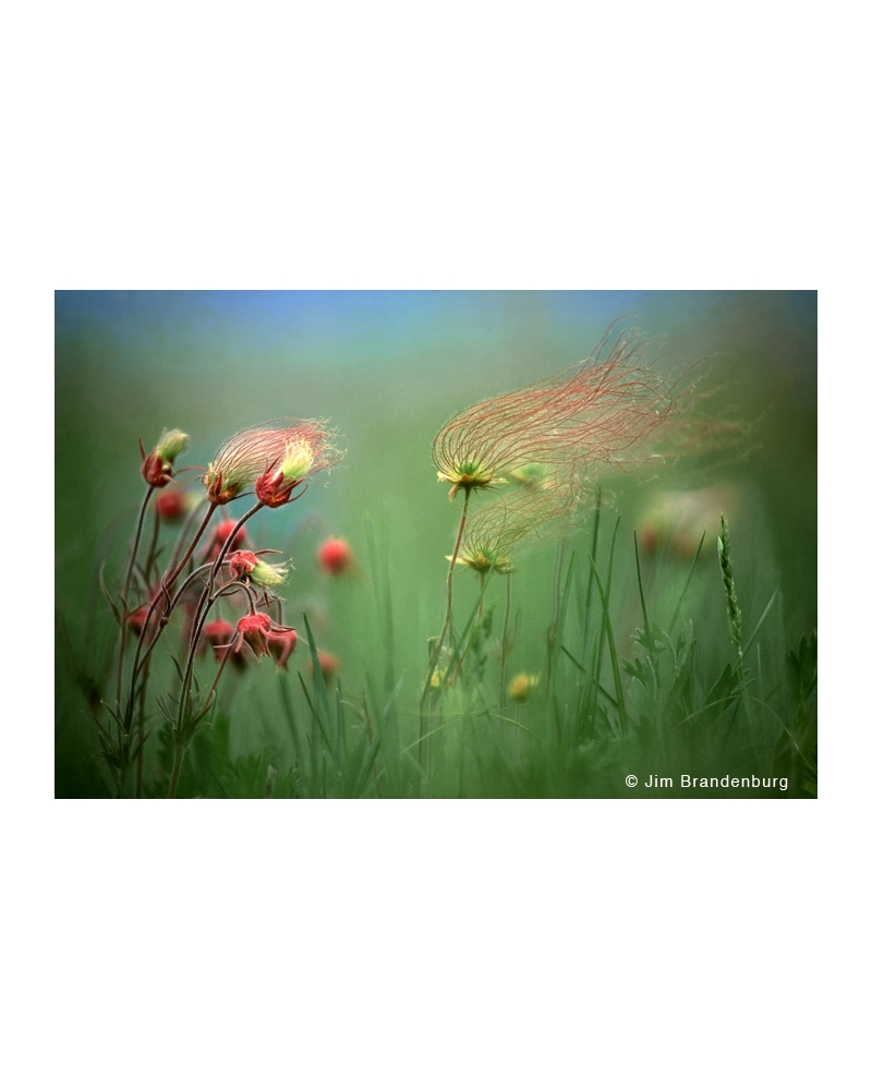 P624 Prairie smoke