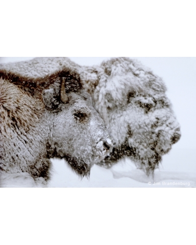 P625 Bison in blizzard