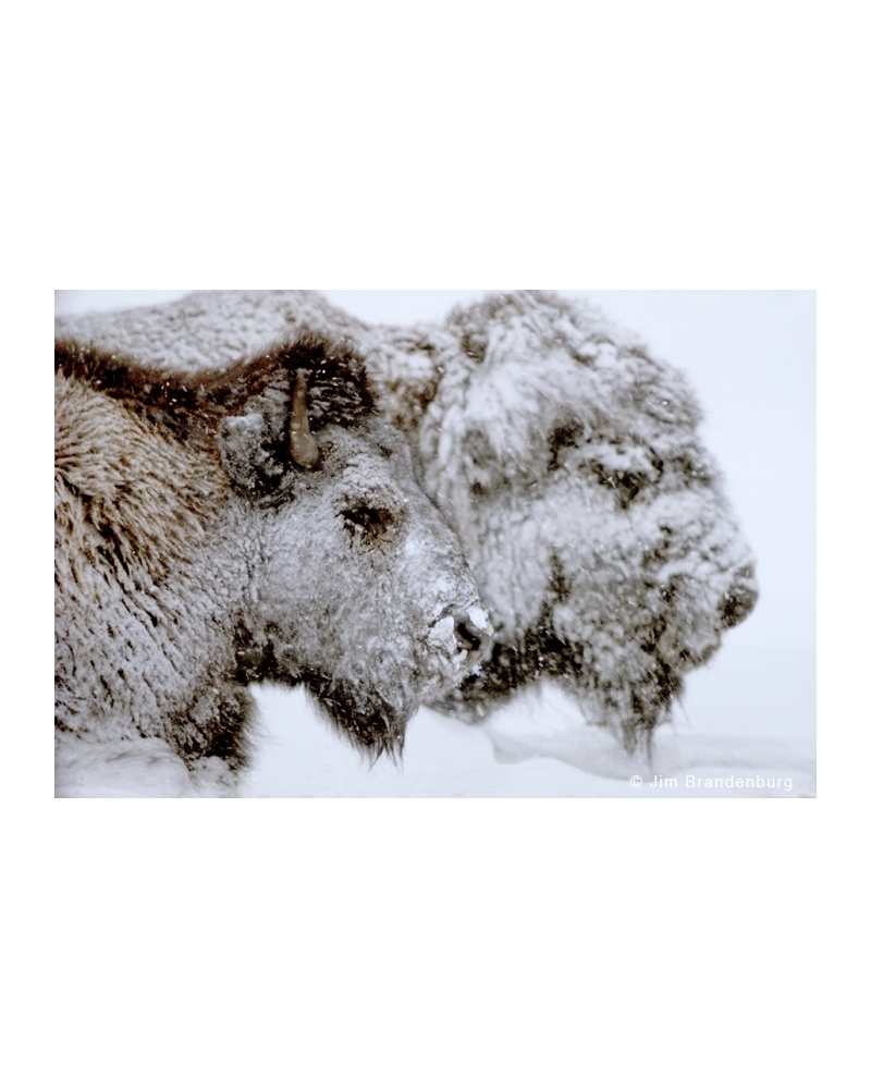 P625 Bison in blizzard