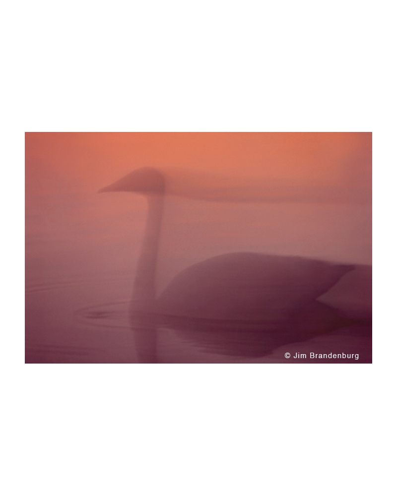 P628 Swan