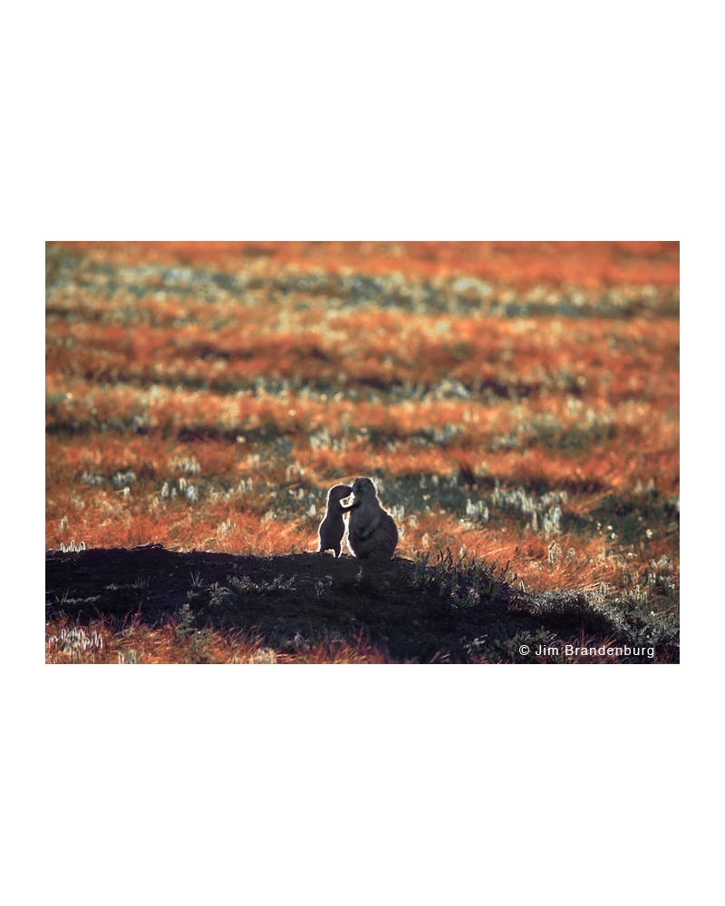 P629 Kissing prairie dogs