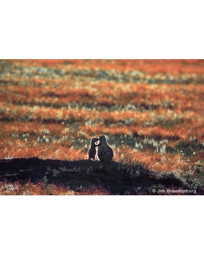 P629 Kissing prairie dogs