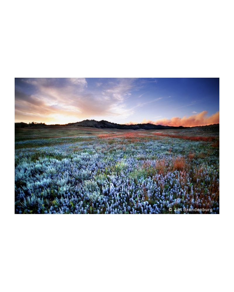 P640 Sage prairie, Black Hills