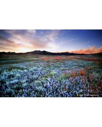 P640 Sage prairie, Black Hills