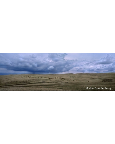 P648 Bison herd before the storm