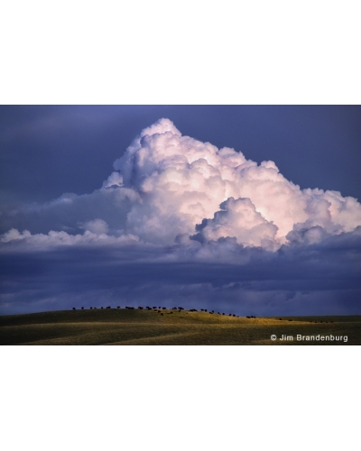 P651 Cloud, bisons