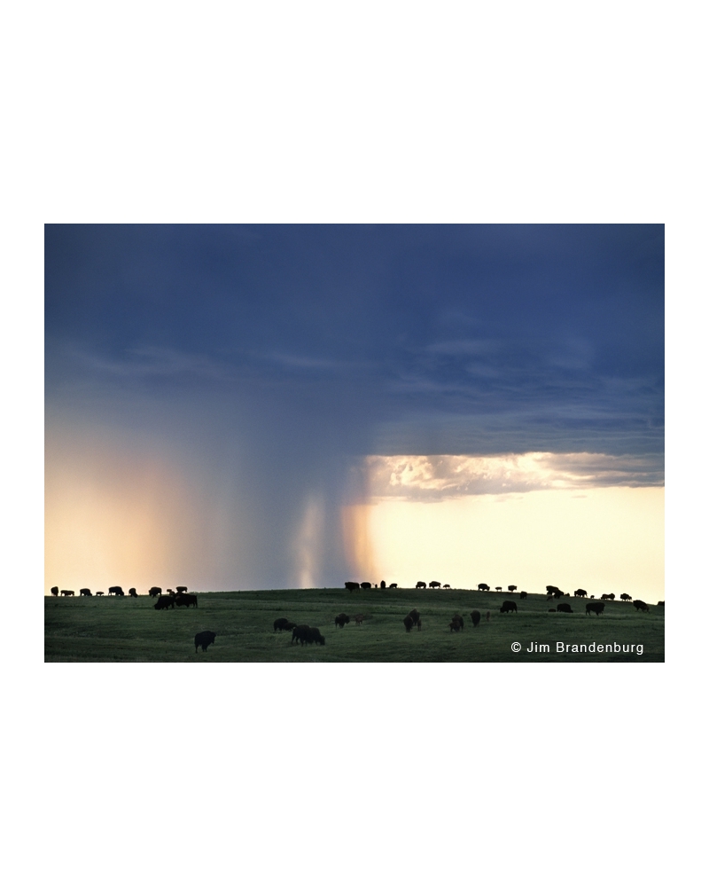 P724 Bison horizon cloud rain