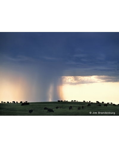 P724 Bison horizon cloud rain