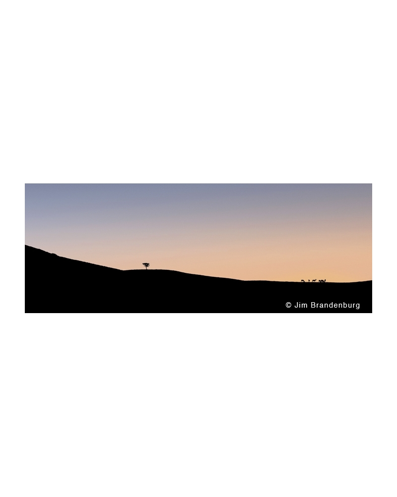 P725 Elk on the horizon, lone tree