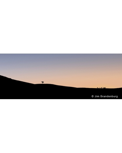 P725 Elk on the horizon, lone tree