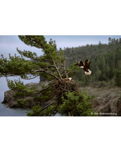 NW637 North shore eagle nest -Lake Superior