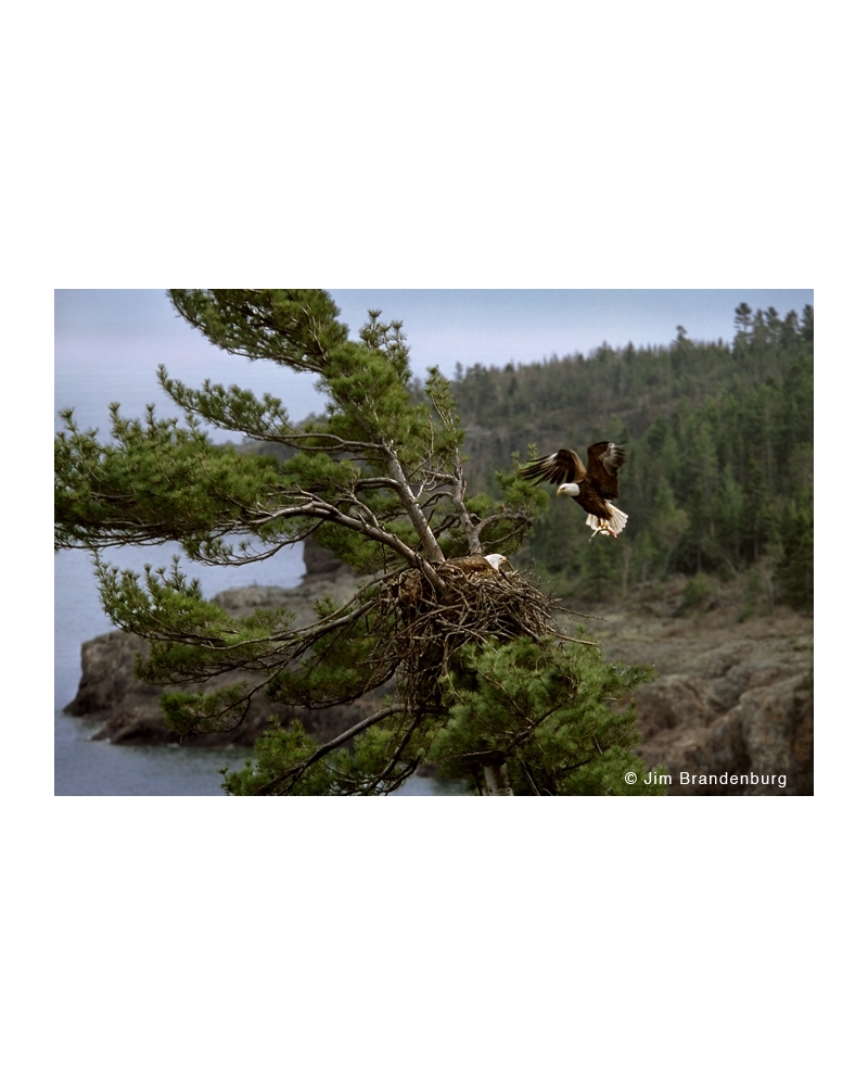 NW637 North shore eagle nest -Lake Superior