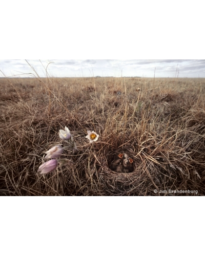 P738 Horned lark nest, pasque flower