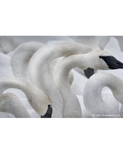 P741 Swans necks